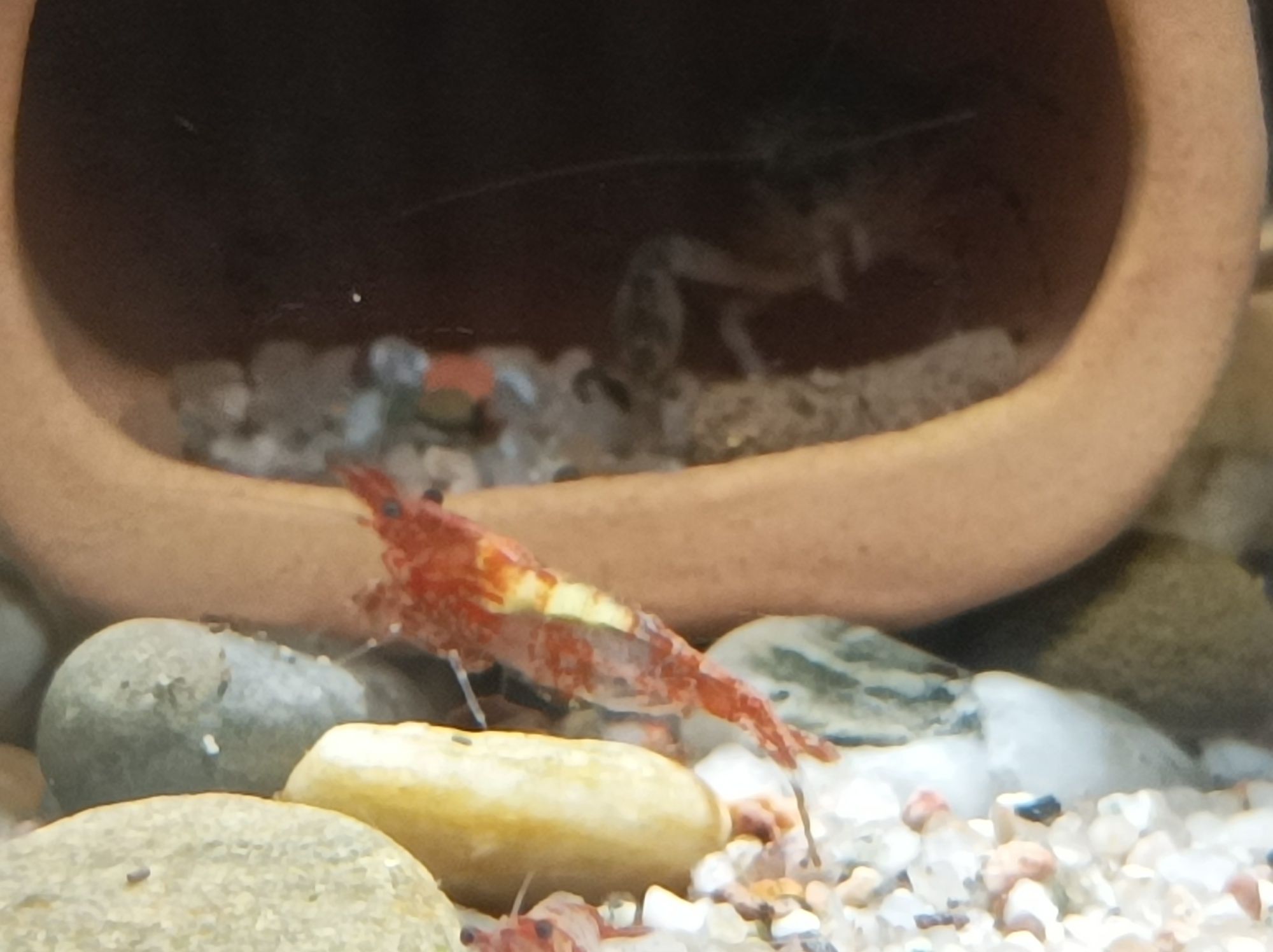 Krewetki neocaridina  Red rili