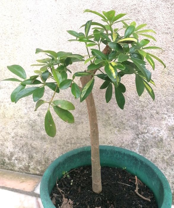 Planta Schefflera 40 cm de altura
