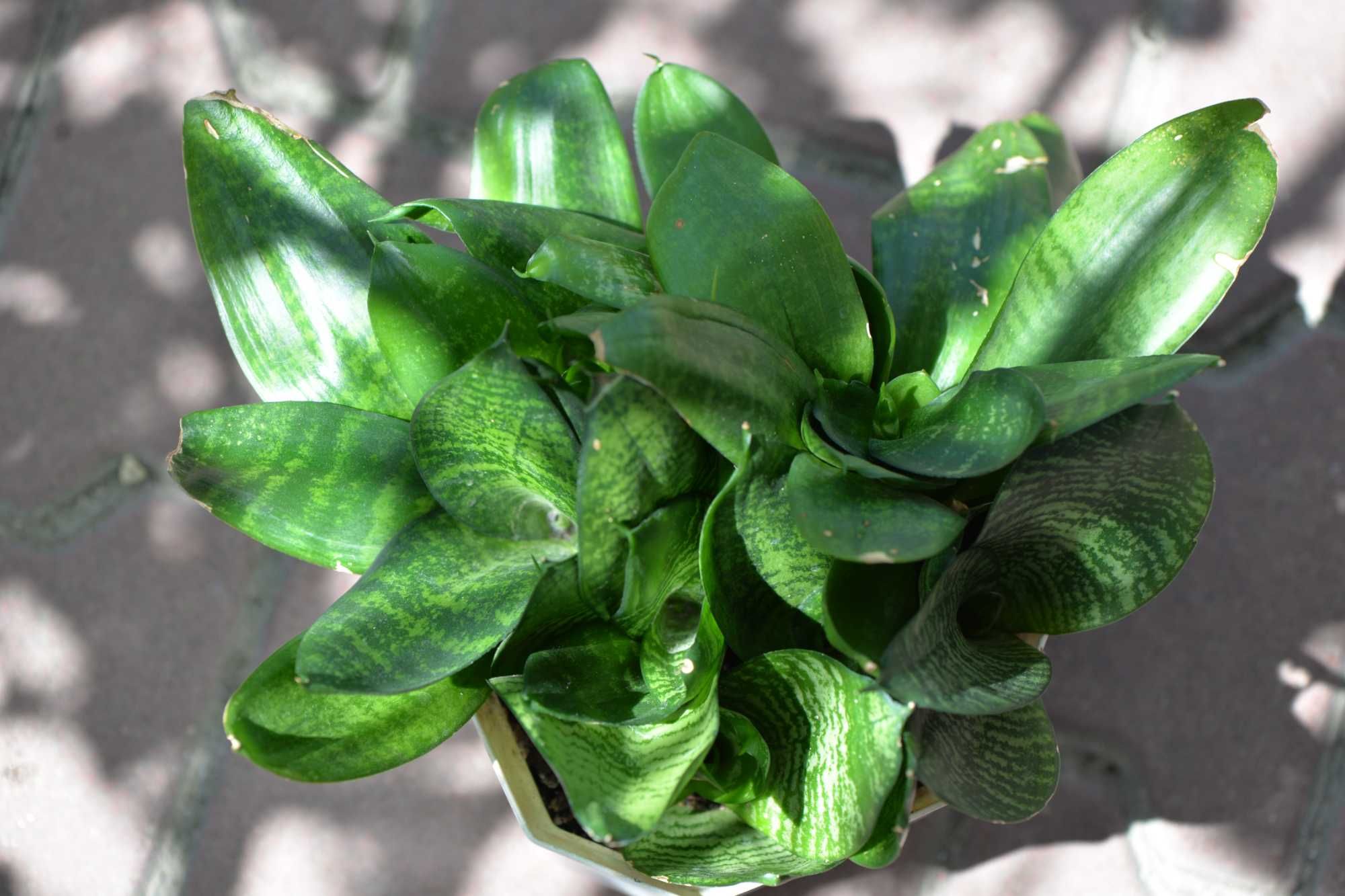 Сансевієрія Ханні (Sansevieria Hahnii)