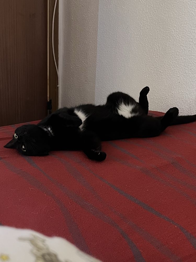 Pet sitting, todo tipo de animais