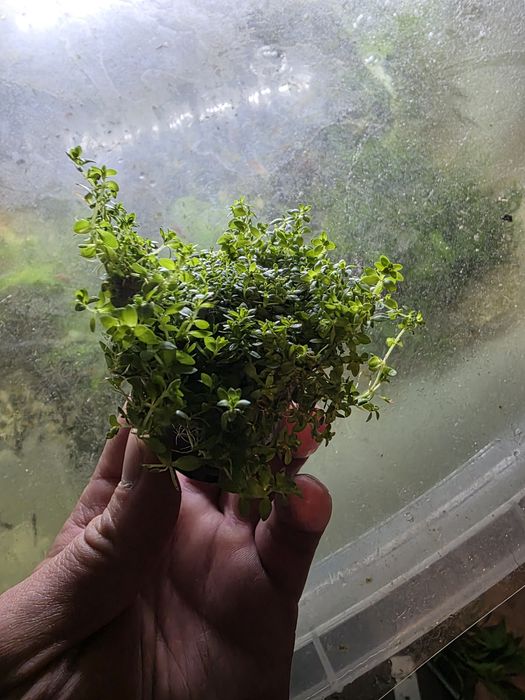 Roślina akwariowa - mały Heniek