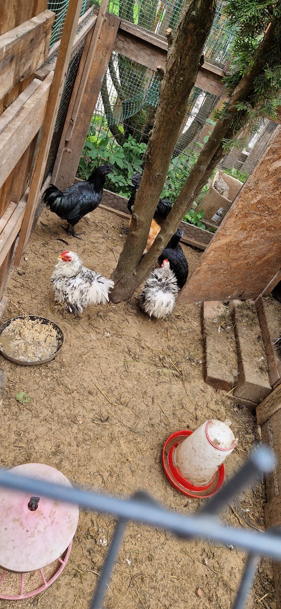 Ayam cemani 2 koguty