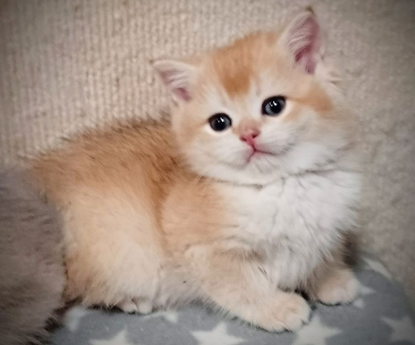 Do rezerwacji - rodowodowa koteczka brytyjska krótkowłosa czarno-zlota