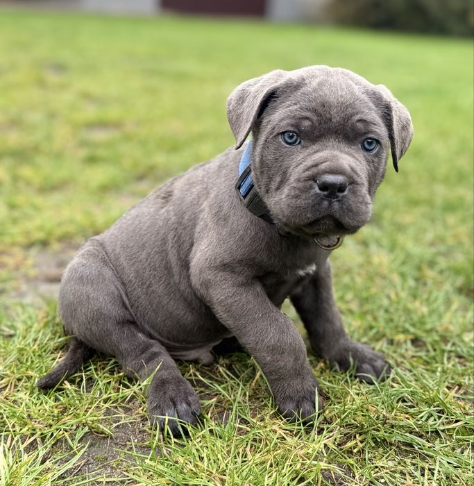 Cane Corso samiec z rodowodem