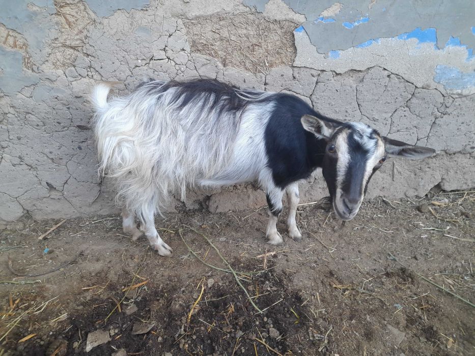 Камерунская коза,козочки