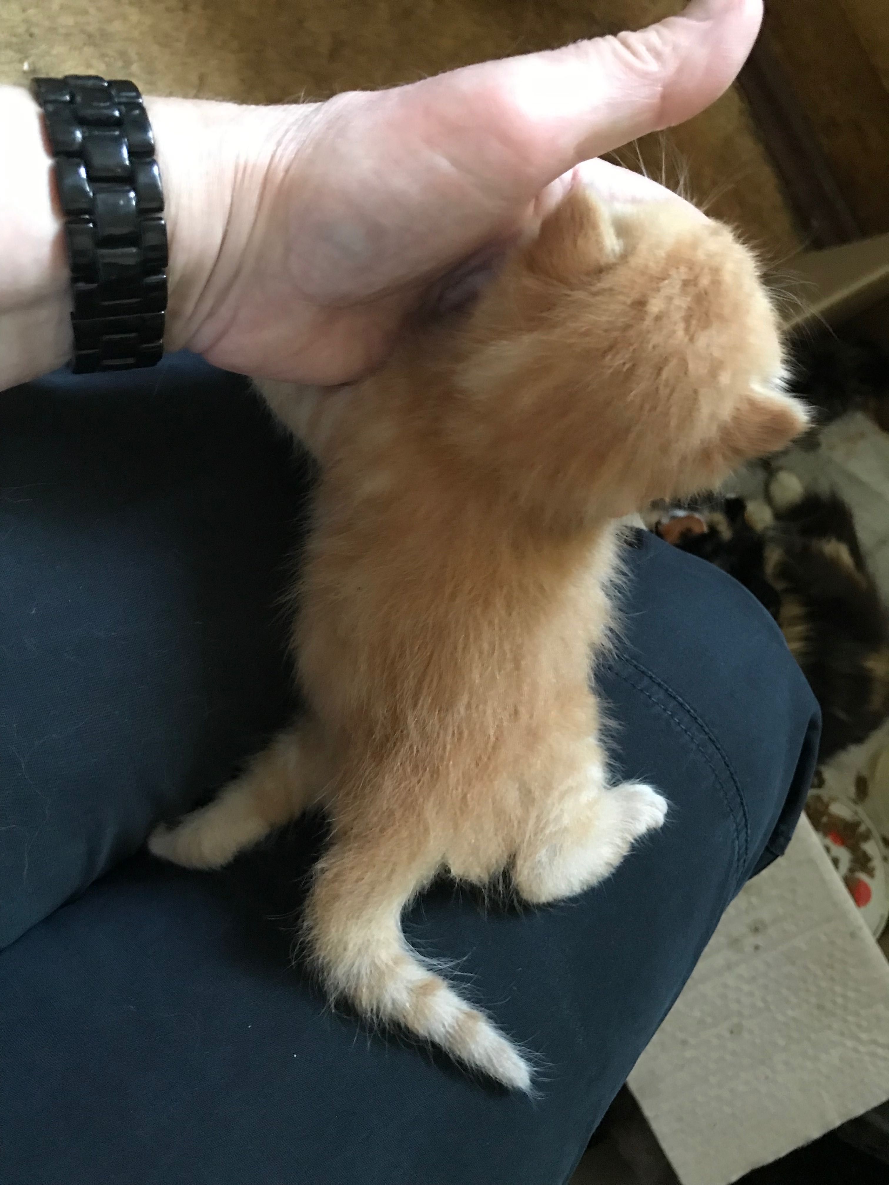 Котята только месяц