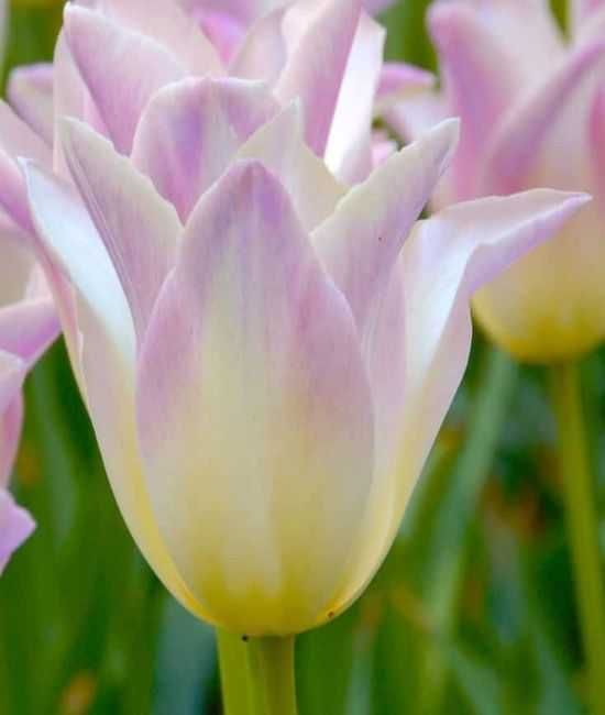 Tulipany zestaw 6 dwukolorowych odmian razem 48 cebulek za 77 zł