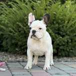 Buldog francuski piesek