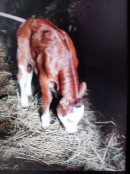 Теля на вигодівлю