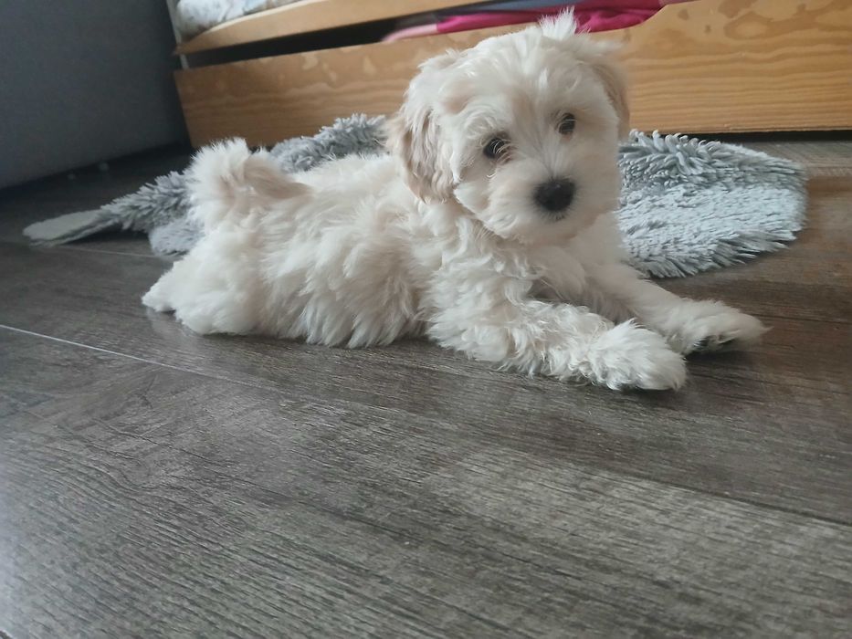 Śliczna Suczka Maltipoo