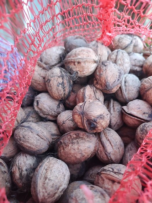 Грецкий орех 2025 года