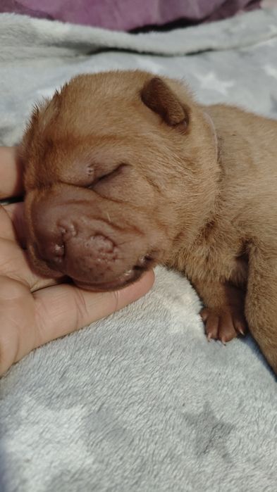 Szczeniak shar pei