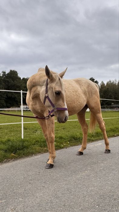 Quarab palomino wałach