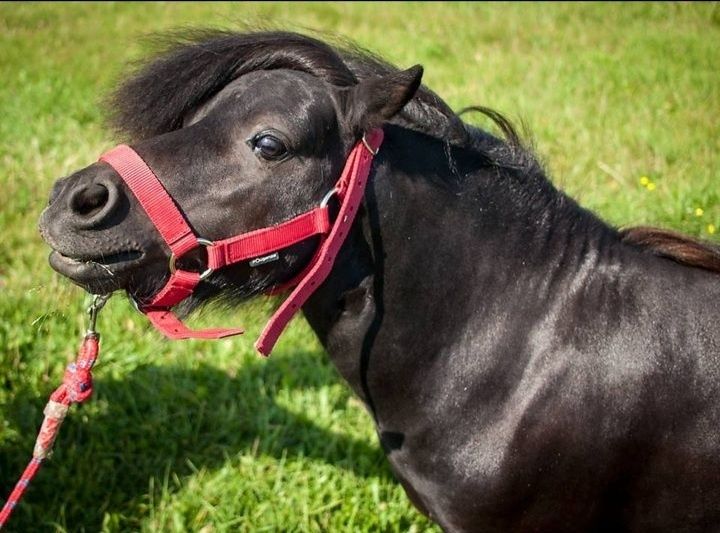 Tornado kary ogier Falabella