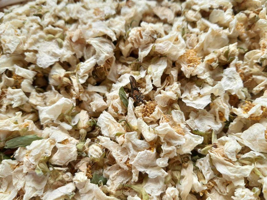 продам цветы жасмина 2025г