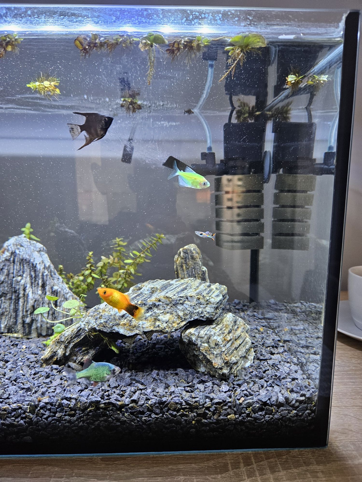 Akwarium 54L cały zestaw