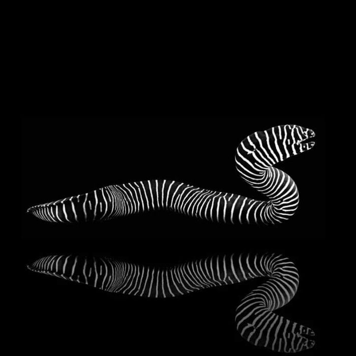 Gymnomuraena zebra (M) murena