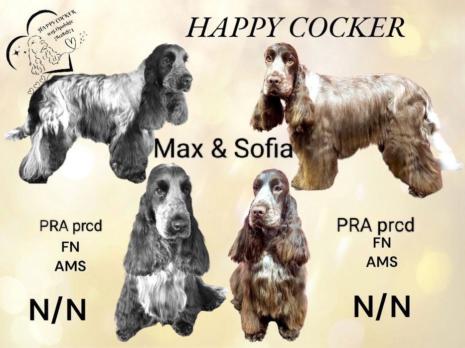 Zapowiedź miotu Cocker spaniel angielski