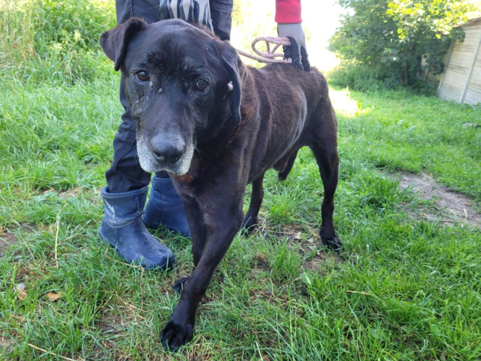 Poczciwy, porzucony SENIOREK szuka domu !! Do adopcji !!