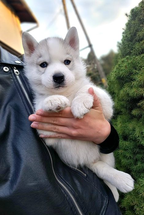 ICE MOON piesek po championach zkwp fci siberian husky