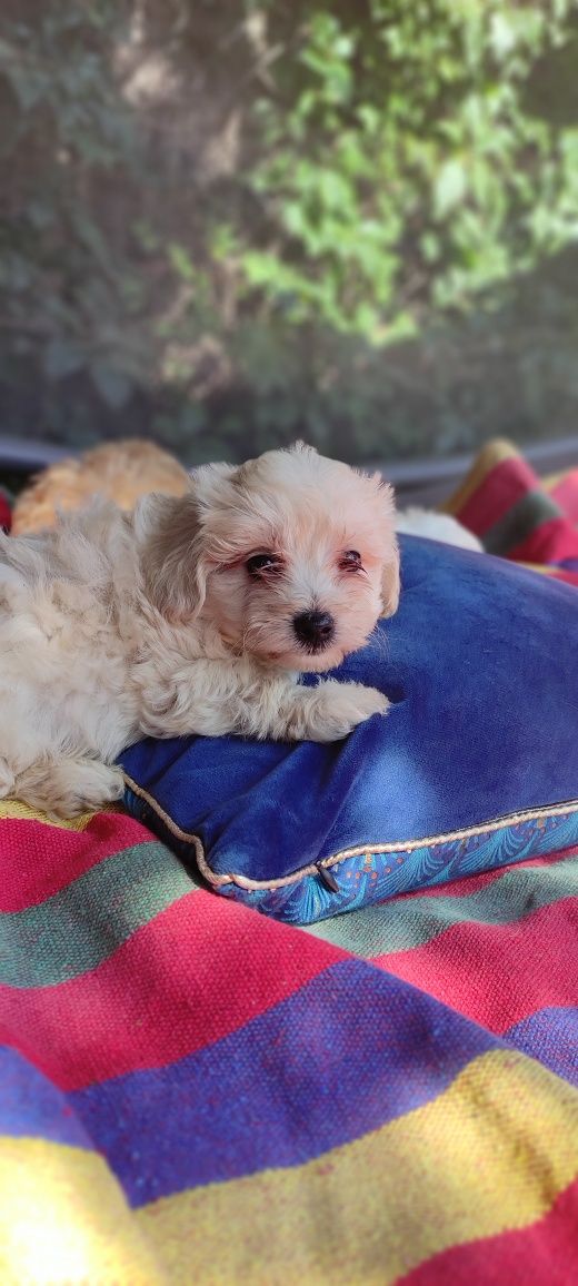 Maltipoo mini chłopiec Warszawa maltańczyk pudel