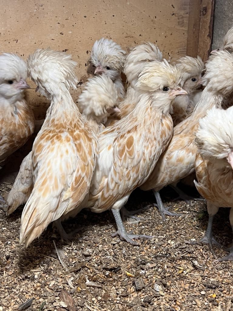 Kury ozdobne Brahma, Czubatka, Austrolorp, Wyandotte