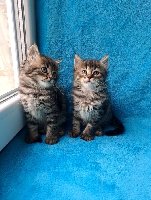 Гарненькі дівчинки Мейн-кун