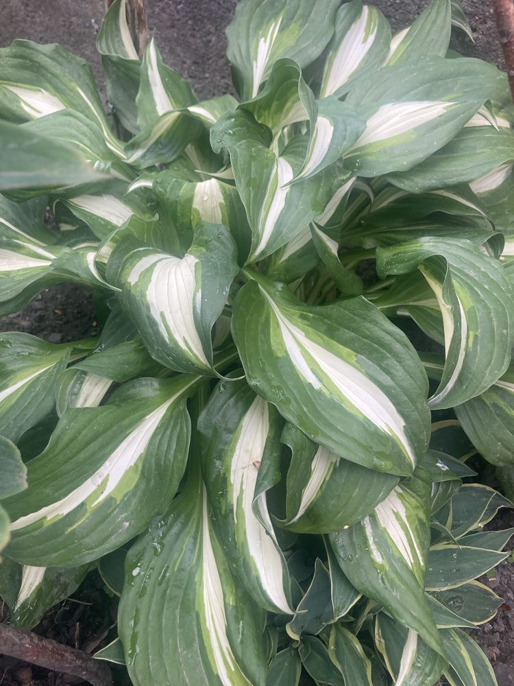 Funkia hosta 10 sadzonek + 1 gratis
