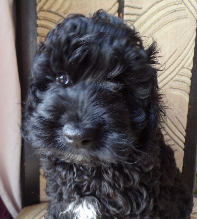 Pudel F1b, piesek, mini, tata pudel biało/ czarny, FCI, badania