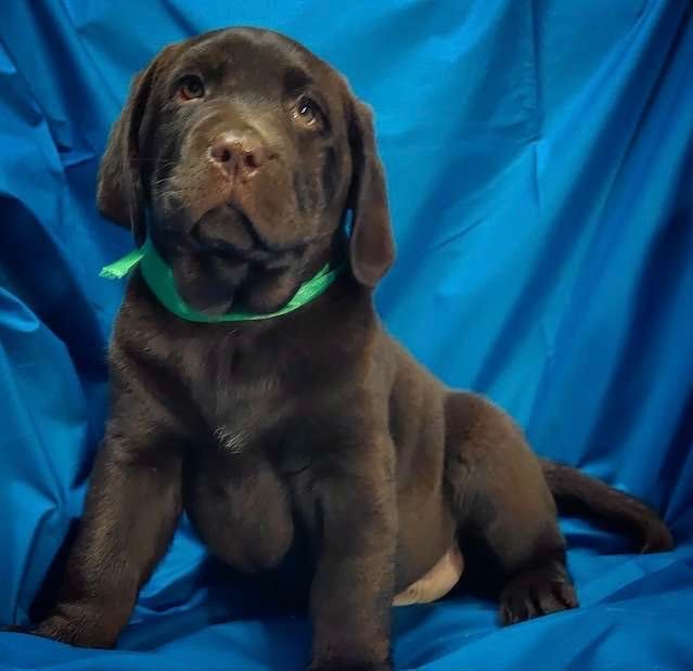 Лабрадор шоколад, коричневий білий Чорний Лабрадор Ретрівер Є Доставка