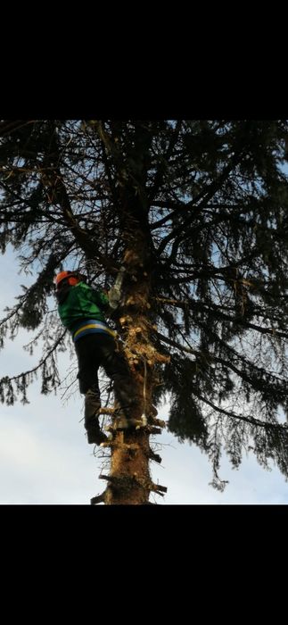 Wycinka drzew oraz usuwanie drewna i gałęzi.