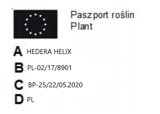 Bluszcz pospolity Hedera Helix Goldheart