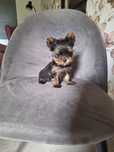 Piesek York yorkshire terrier pies mini