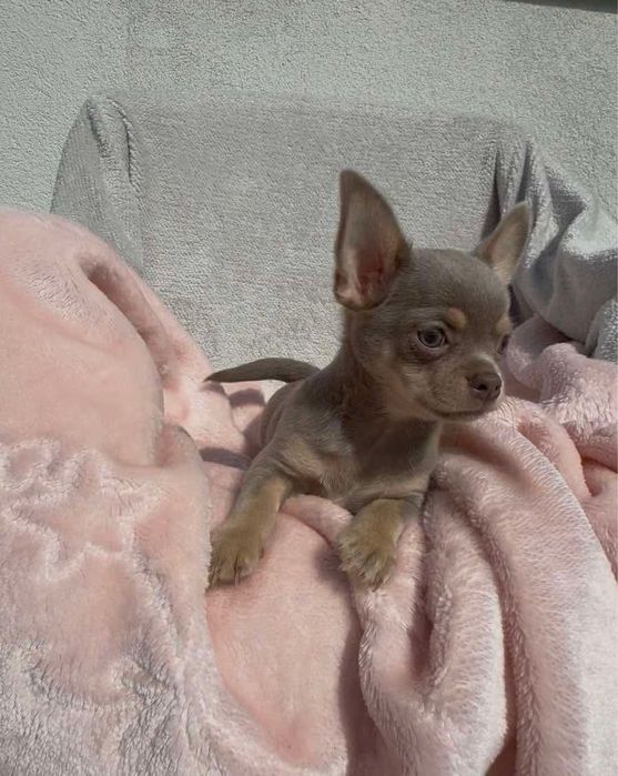 Chihuahua piesek lilac tan