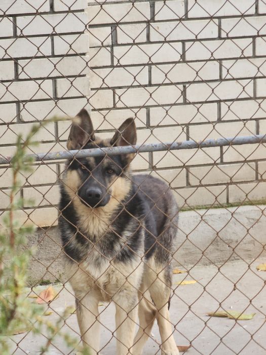 Німецька вівчарка,пес 7міс,безкоштовно