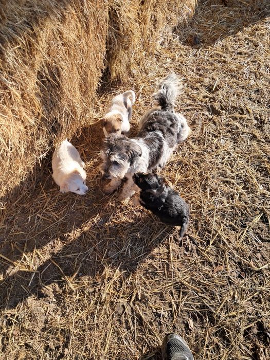 Oddam pieski w dobre ręce