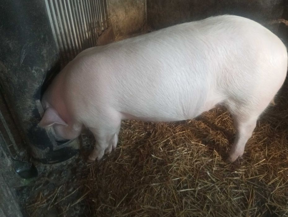 Sprzedam tucznika, świnię, świnia