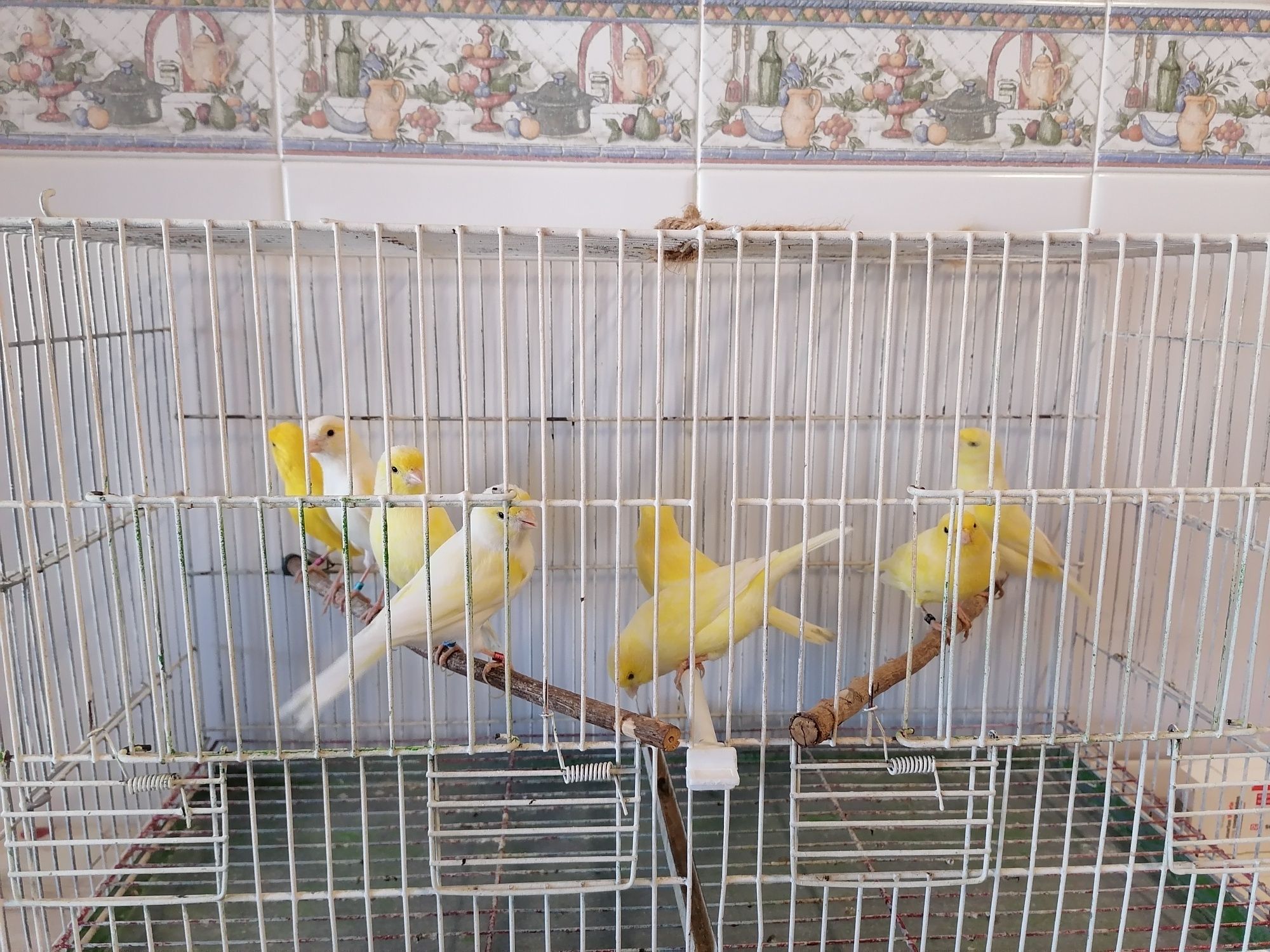 Canários poupa alemão e canários sem poupa (Ler a descrição)