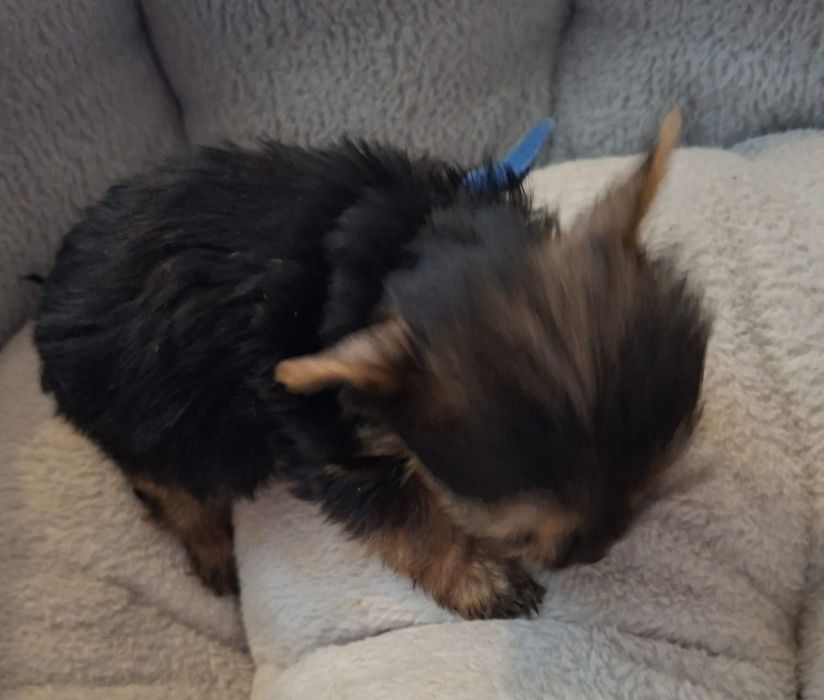 yorkshire terrier Piesek