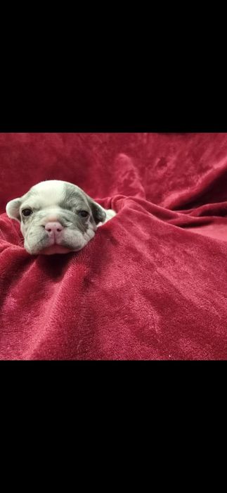 Bulldog francês fêmea Mini