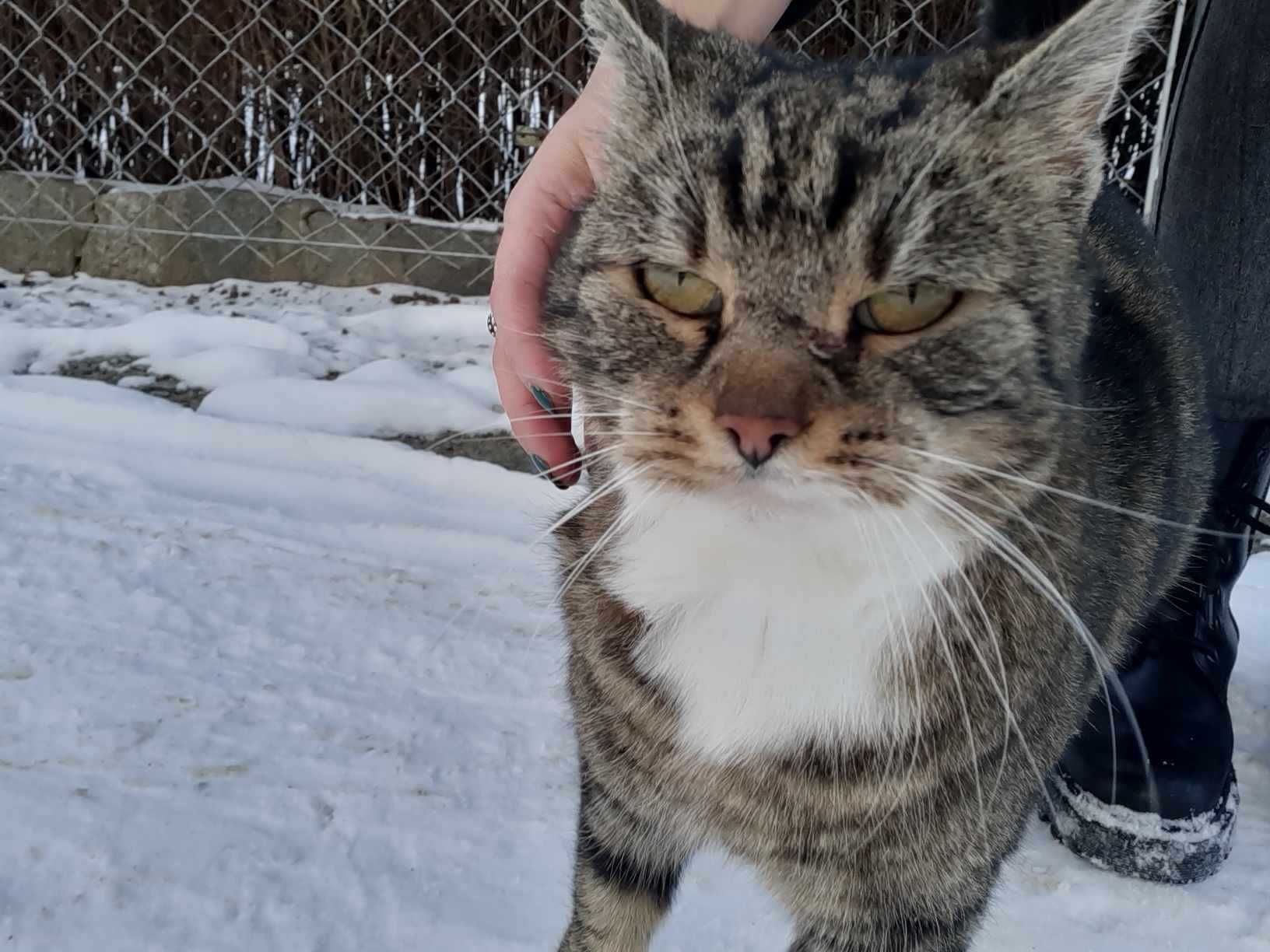 Przytulaska do adopcji :) Młoda kotka