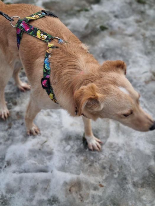 Biszkopt, ur. 2020, piesek ze schroniska