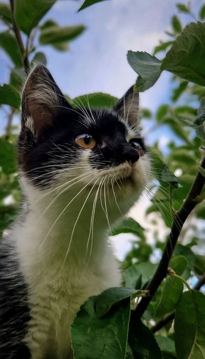 Віддам кошеня дівчинку в добрі руки