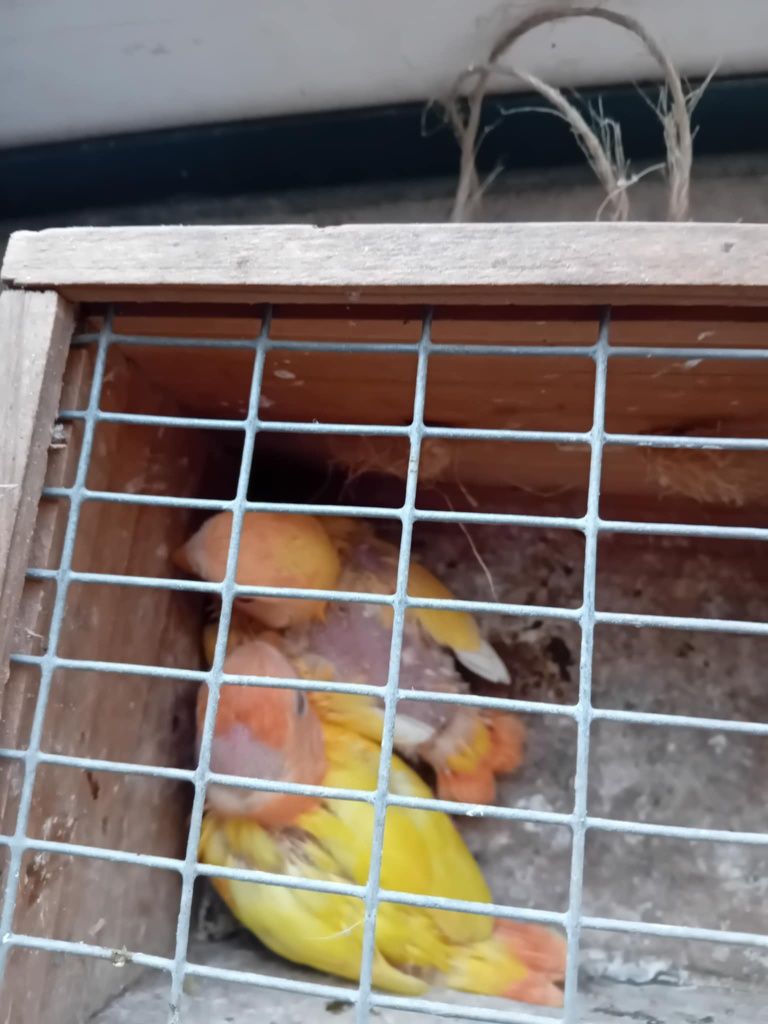 Roseicollis para criar a mão
