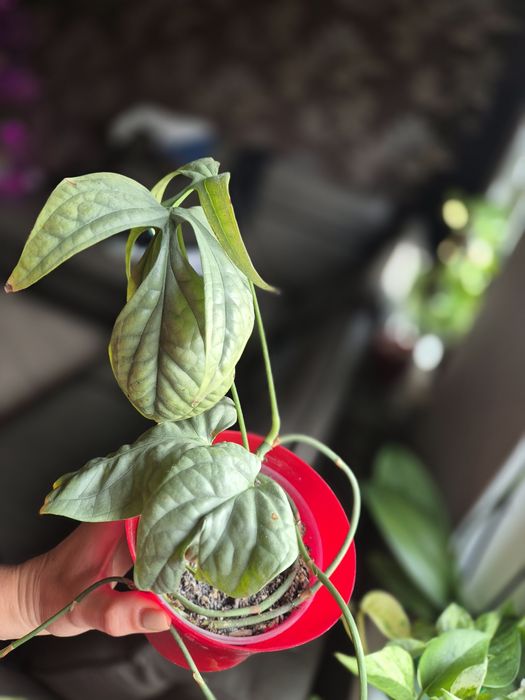 Монстера Амідріум Medium Silver