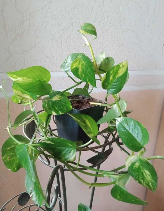 Епіпремнум (сциндапсус) з горщиком