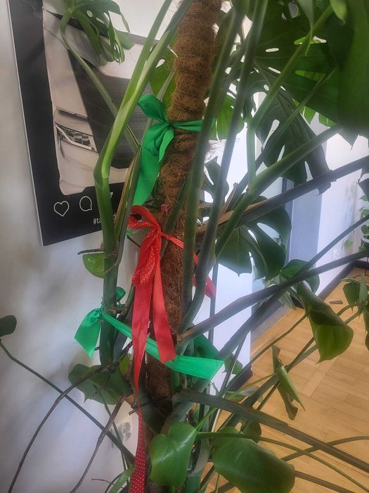 Monstera deliciosa Monstera dziurawa
