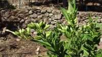 Sementes de Tabaco Virginia Gold 100% Biológico Produto Natural Planta