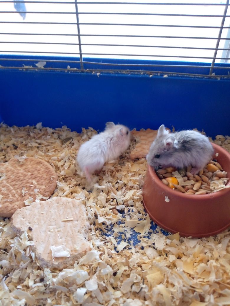 Джунгарский хомяк