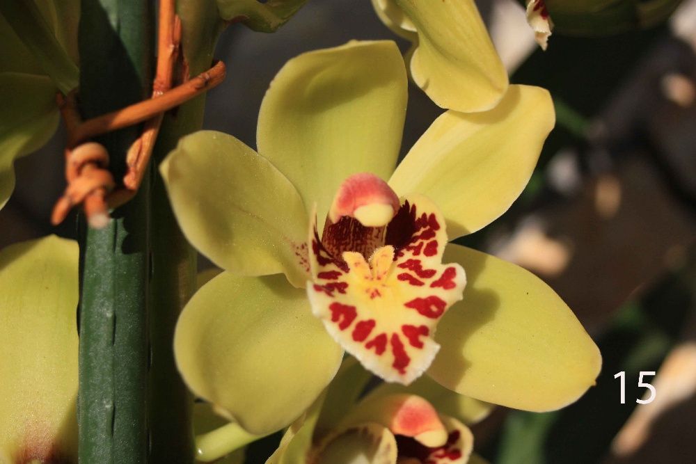 Orquideas-Bolbos de Orquidias Naturais